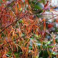 Buy canvas prints of Acer - Golden Autumn Leaves by Stephen Cocking