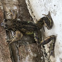 Buy canvas prints of Frog  by Stephen Cocking