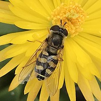 Buy canvas prints of Hoverfly on flower  by Stephen Cocking