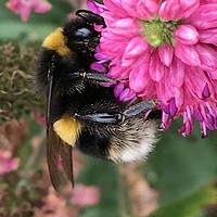 Buy canvas prints of Bumble Bee on Flower by Stephen Cocking