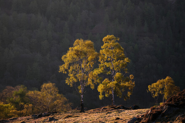 Golden light on Holme Fell, The Lake District Picture Board by Dan Ward