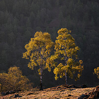 Buy canvas prints of Golden light on Holme Fell, The Lake District by Dan Ward
