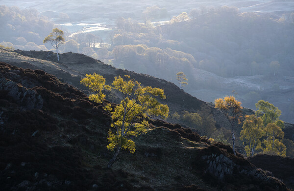 Early morning on Holme Fell, The Lake District Picture Board by Dan Ward