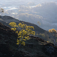 Buy canvas prints of Early morning on Holme Fell, The Lake District by Dan Ward