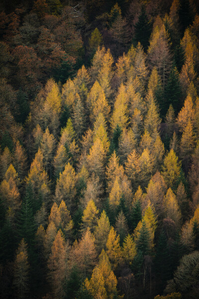 Autumn in Borrowdale Picture Board by Dan Ward