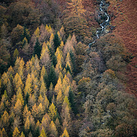 Buy canvas prints of Autumn in Borrowdale by Dan Ward