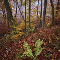 Buy canvas prints of Autumn Colours by Dan Ward