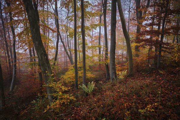 Woodland Autumn Colours Picture Board by Dan Ward