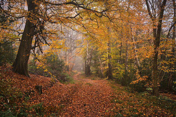 Autumn in the Woods Picture Board by Dan Ward