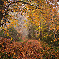 Buy canvas prints of Autumn in the Woods by Dan Ward