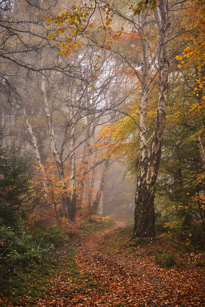 Autumn woodland Picture Board by Dan Ward