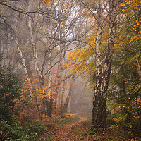 Buy canvas prints of Autumn woodland by Dan Ward