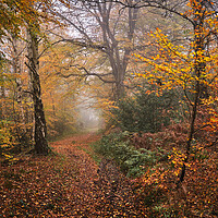 Buy canvas prints of Autumn woodland by Dan Ward