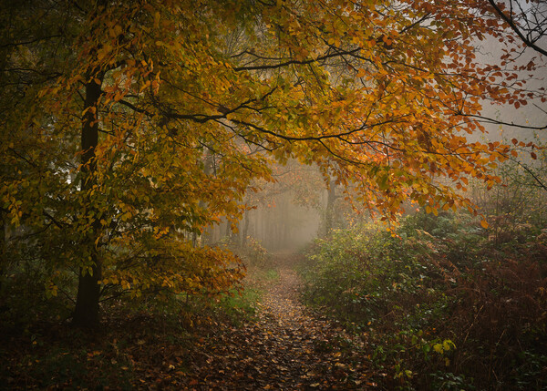 Autumn woodland Picture Board by Dan Ward