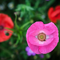 Buy canvas prints of Pink Poppy by Dan Ward