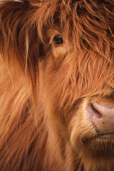 Highland Cow Portrait Picture Board by Dan Ward