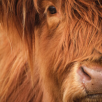 Buy canvas prints of Highland Cow Portrait by Dan Ward