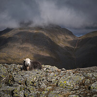 Buy canvas prints of Herdy on a mountain by Dan Ward