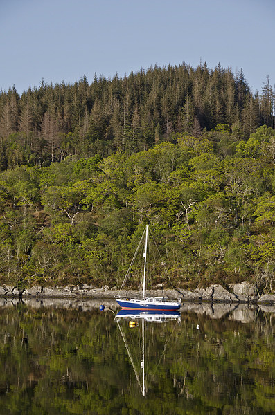 Sailing boat reflections on loch Sunart Picture Board by Dan Ward