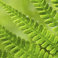 Buy canvas prints of Fern Abstract by Dan Ward