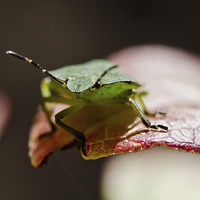 Buy canvas prints of Green Shield bug macro by Dan Ward