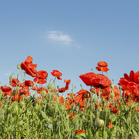 Buy canvas prints of  Poppies in the wind by Dan Ward