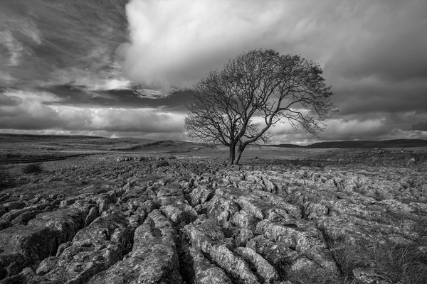 Lone Tree, Malham Picture Board by Dan Ward
