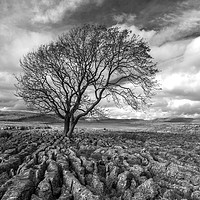 Buy canvas prints of Lone Tree at Malham in the Yorkshire Dales by Dan Ward