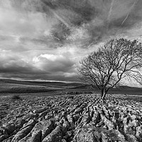 Buy canvas prints of Lone Tree at Malham in the Yorkshire Dales by Dan Ward