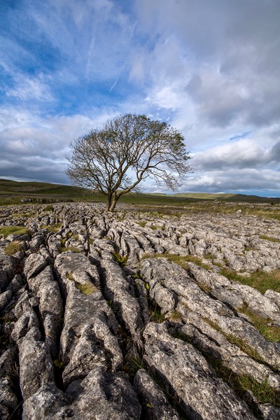 Lone Tree at Malham, The Yorkshire Dales Picture Board by Dan Ward
