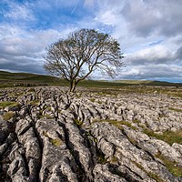Buy canvas prints of Lone Tree at Malham, The Yorkshire Dales by Dan Ward