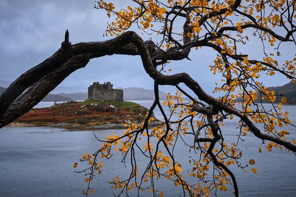 Autumn colours at castle Tioram, West Scotland Picture Board by Dan Ward