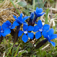 Buy canvas prints of Spring Gentian by Jim Alford