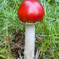 Buy canvas prints of Fly Agaric by Jim Alford