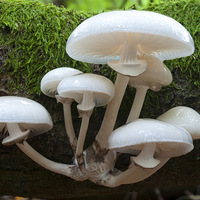 Buy canvas prints of Porcelain Fungus by Jim Alford