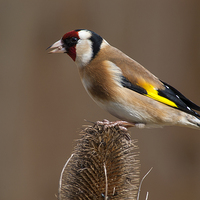 Buy canvas prints of Goldfinch feeding time by Jim Alford