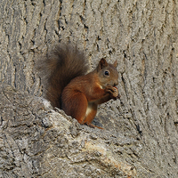 Buy canvas prints of Red Squirrel by Jim Alford