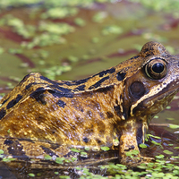 Buy canvas prints of Common Frog by Jim Alford