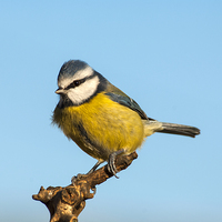 Buy canvas prints of Blue Tit by Jim Alford
