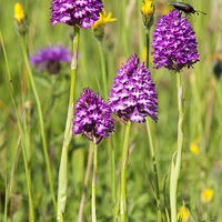 Buy canvas prints of Pyramidal Orchid by Jim Alford