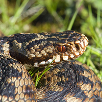 Buy canvas prints of British Adder by Jim Alford