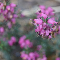 Buy canvas prints of Pink Summer by Kelly Cronin