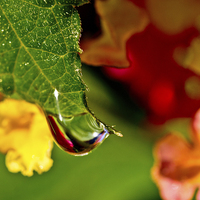 Buy canvas prints of A Drop of Beauty by Tom and Dawn Gari