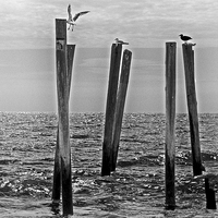 Buy canvas prints of Seagulls  landing on Remains of a Pier by Tom and Dawn Gari