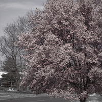 Buy canvas prints of Tree in Bloom by Tom and Dawn Gari