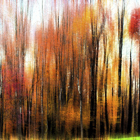 Buy canvas prints of Abstract of Fall Trees by Tom and Dawn Gari