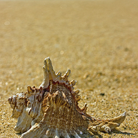 Buy canvas prints of Sea Shell By The Sea Shore by Tom and Dawn Gari
