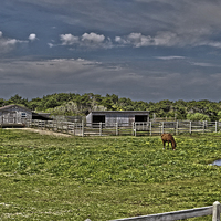 Buy canvas prints of Ponies of Ocracoke by Tom and Dawn Gari