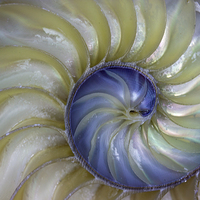 Buy canvas prints of  Inside A Nautilus Shell by Tom and Dawn Gari