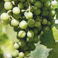 Buy canvas prints of  White Wine Grapes by Tom and Dawn Gari
